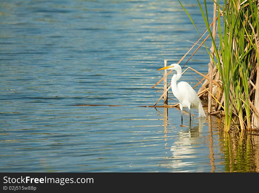 Great egret by the lake