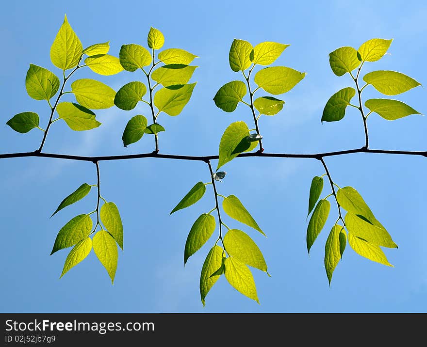 Green leafs under the blue sky