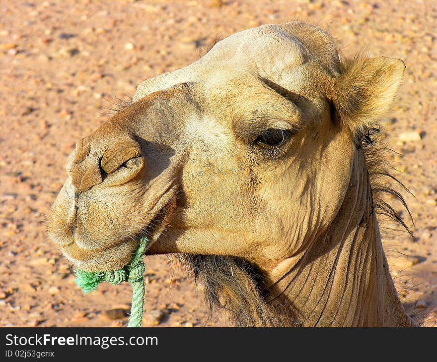 Close up Dromedary