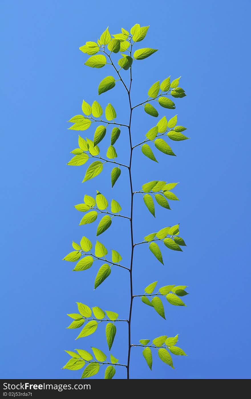 Green Leafs Under The Blue Sky