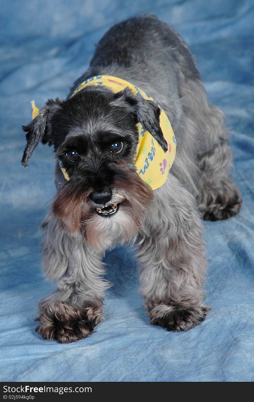 Schnauzer dog barking in studio setting