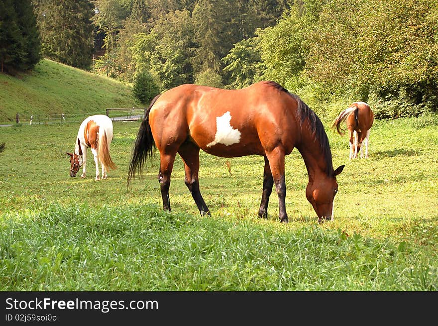 A lot of horses in the meadow