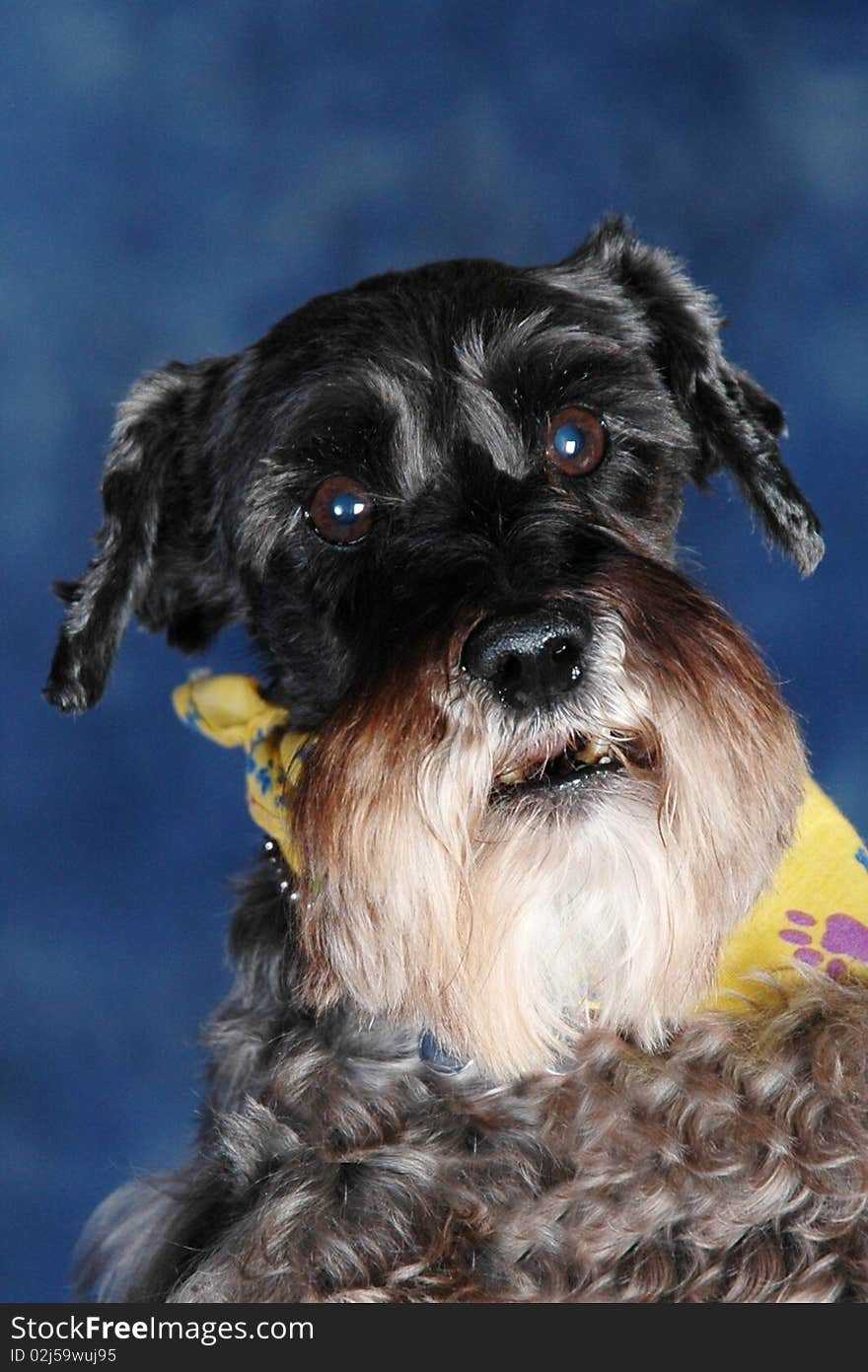 Schnauzer dog in studio setting