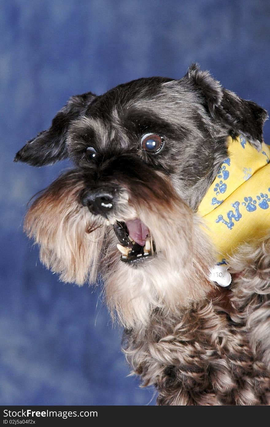 Schnauzer dog barking in studio setting