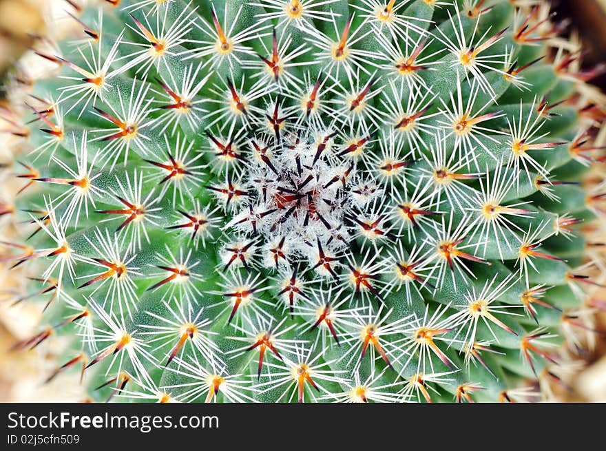 Macro red spike cactus