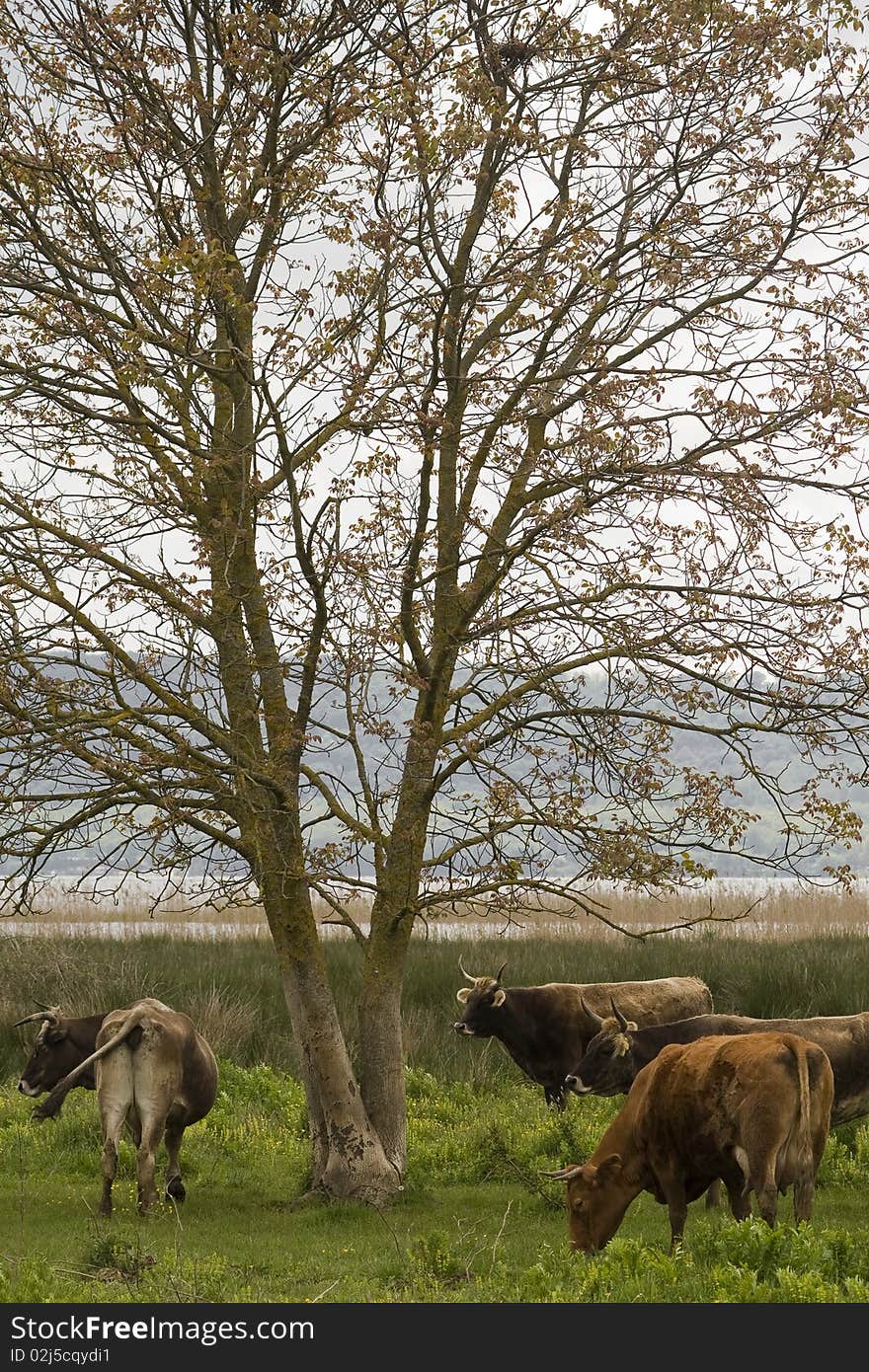 A group of cows grazing in the field close to a tree. A group of cows grazing in the field close to a tree