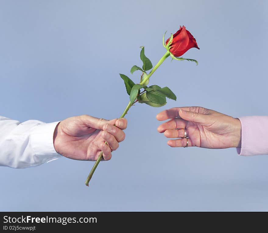 Mature female and male hand with red romantic rose being passed to woman. Blue background. White cuffed sleeve and pink cashmere sweater suggest formal occasion like birthday, anniversary, or Valentine's day. Mature female and male hand with red romantic rose being passed to woman. Blue background. White cuffed sleeve and pink cashmere sweater suggest formal occasion like birthday, anniversary, or Valentine's day.