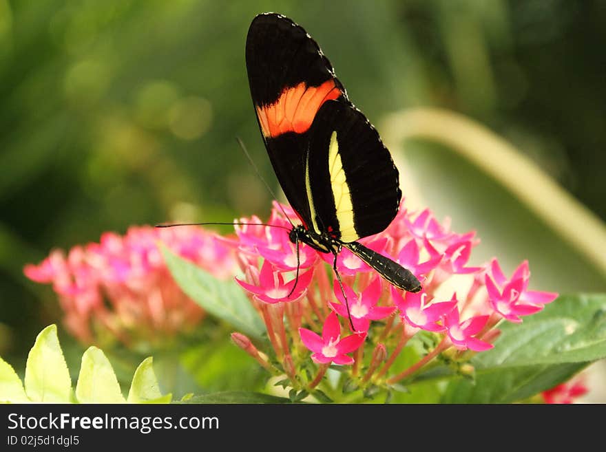 A colorful butterfly on lush tropical vegetation.