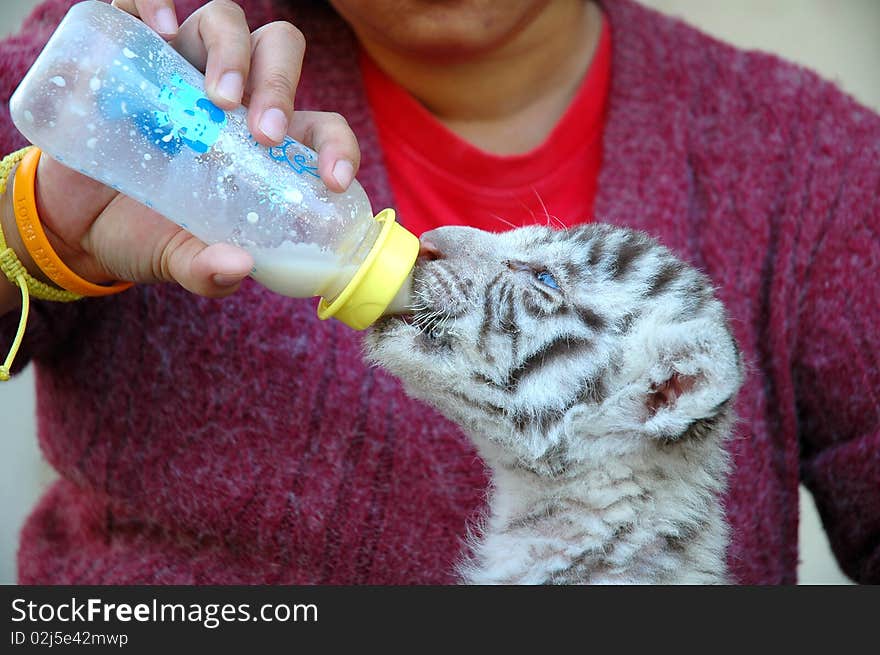 Feeding white tiger,chiang mai night safari