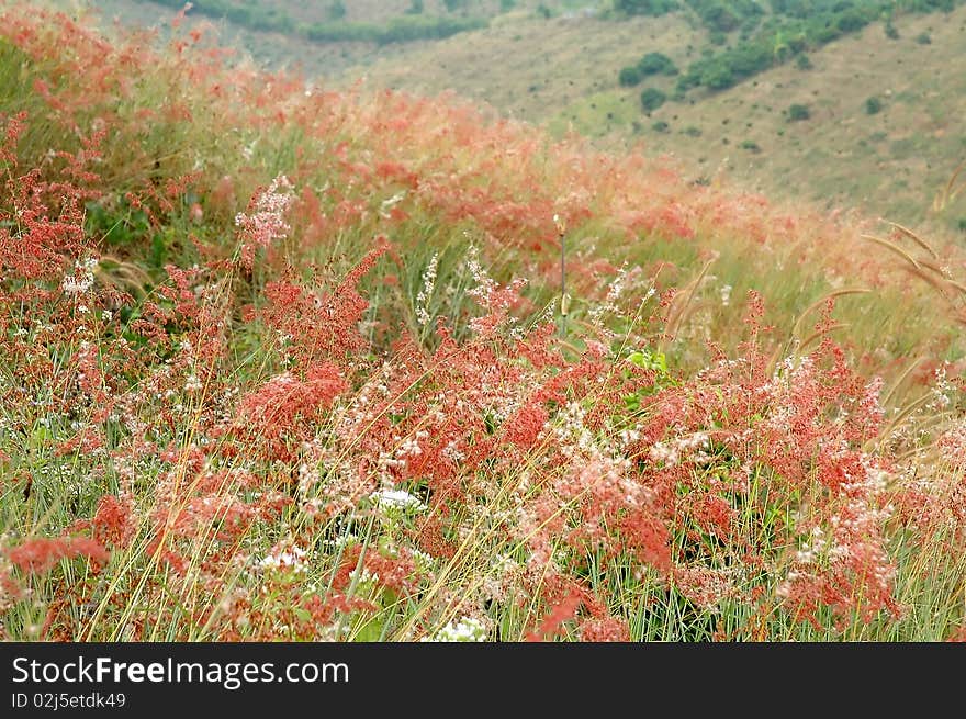 Grassland