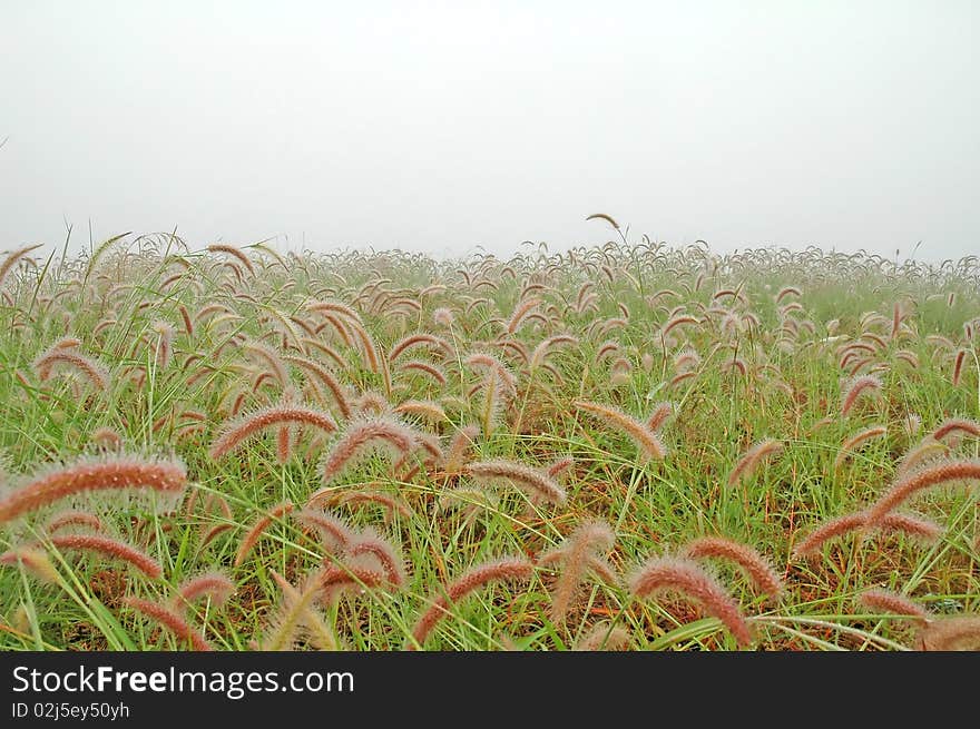 Grassland