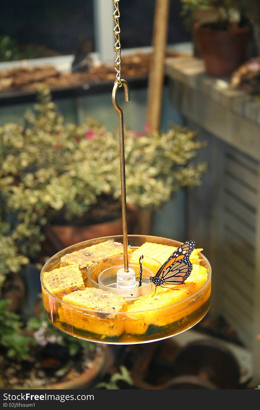 Monarch butterfly resting on feeder in home garden . Monarch butterfly resting on feeder in home garden .