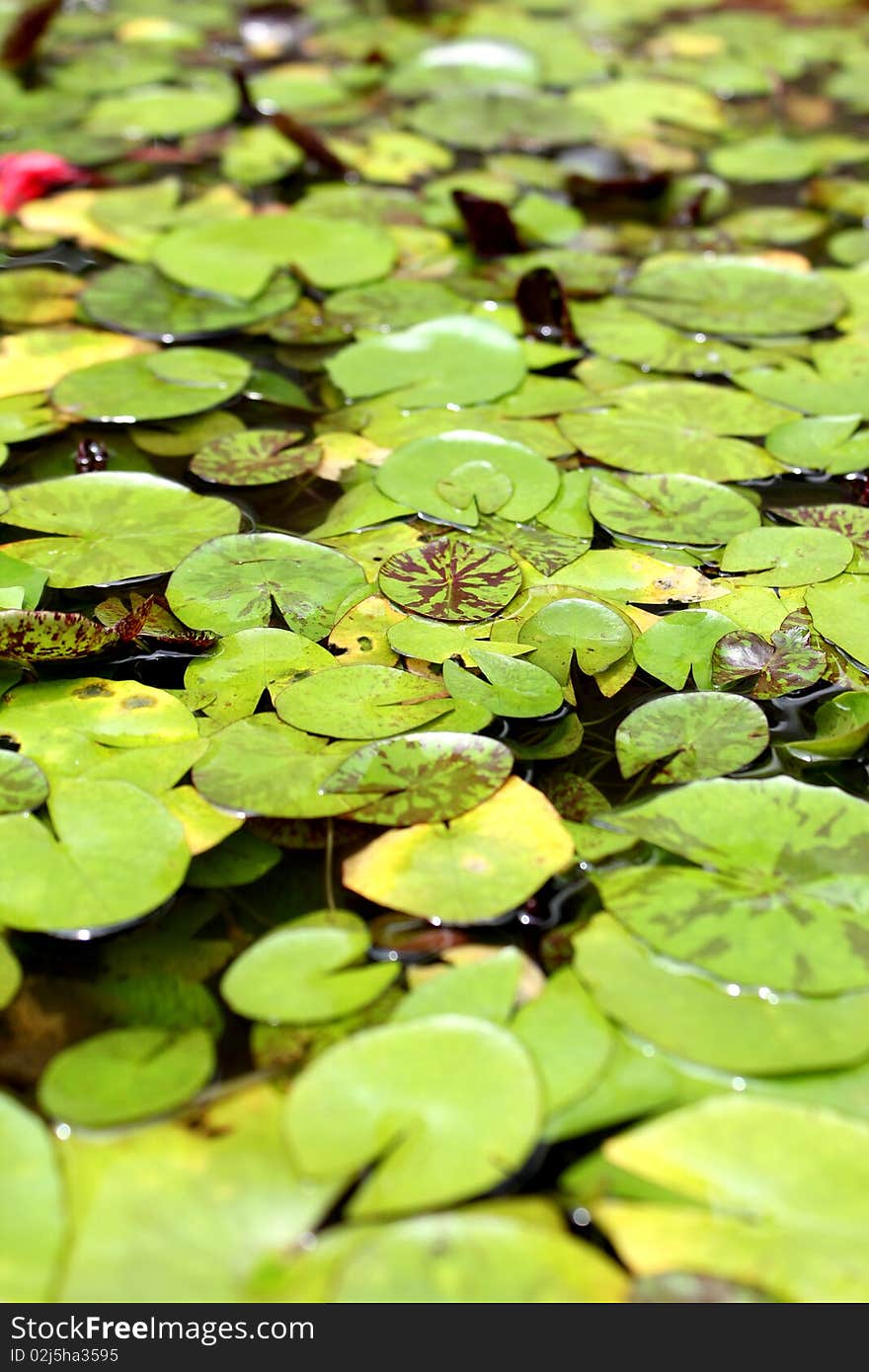 Floating leaf