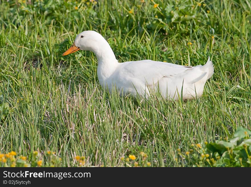 White goose on the green grass