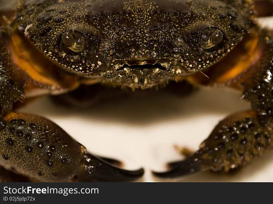 Closeup of Mediterranean crab on white background. Closeup of Mediterranean crab on white background