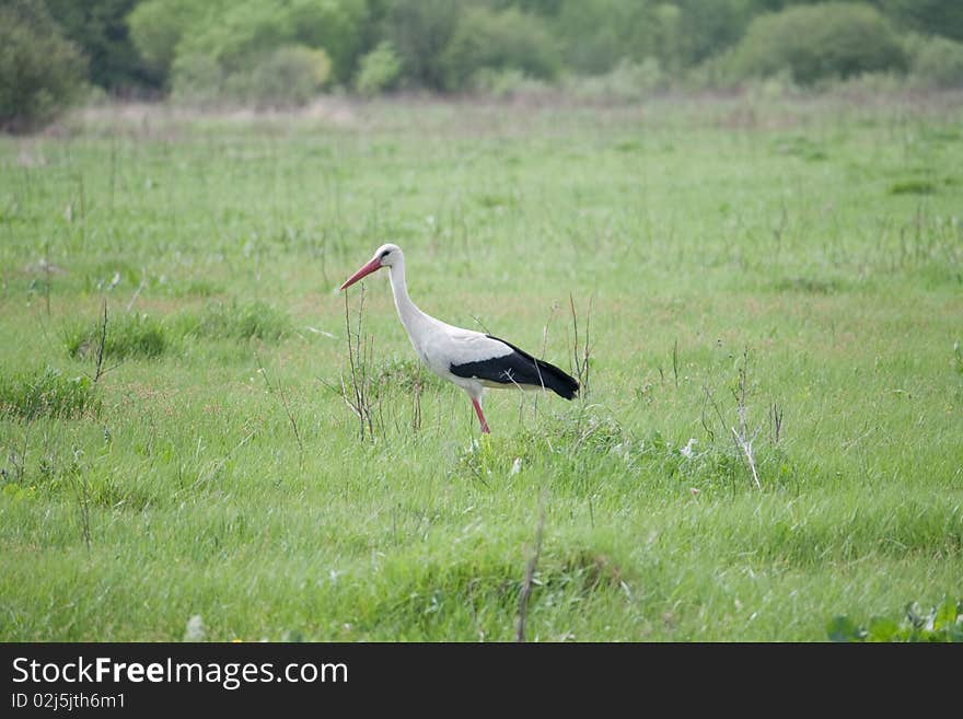 Stork