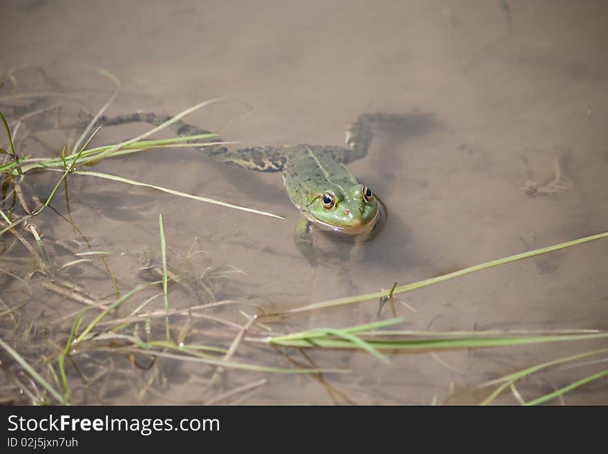 Green Frog