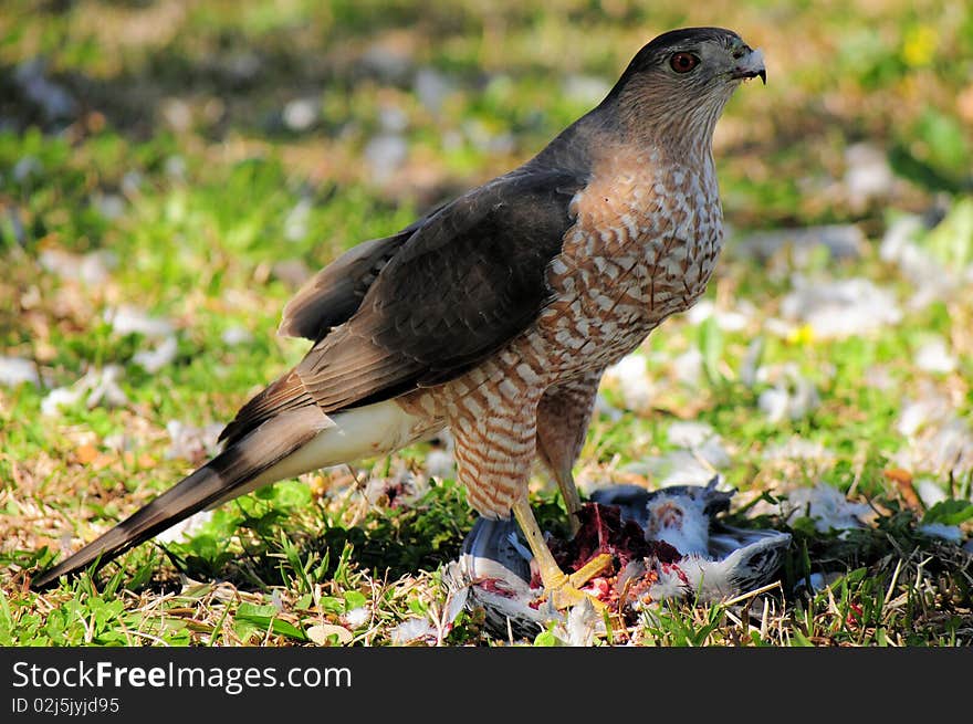 Hawk eating its prey