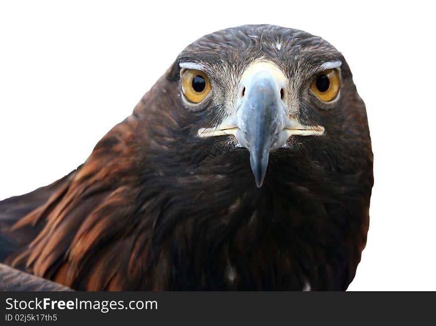 Eagle portrait on a white background