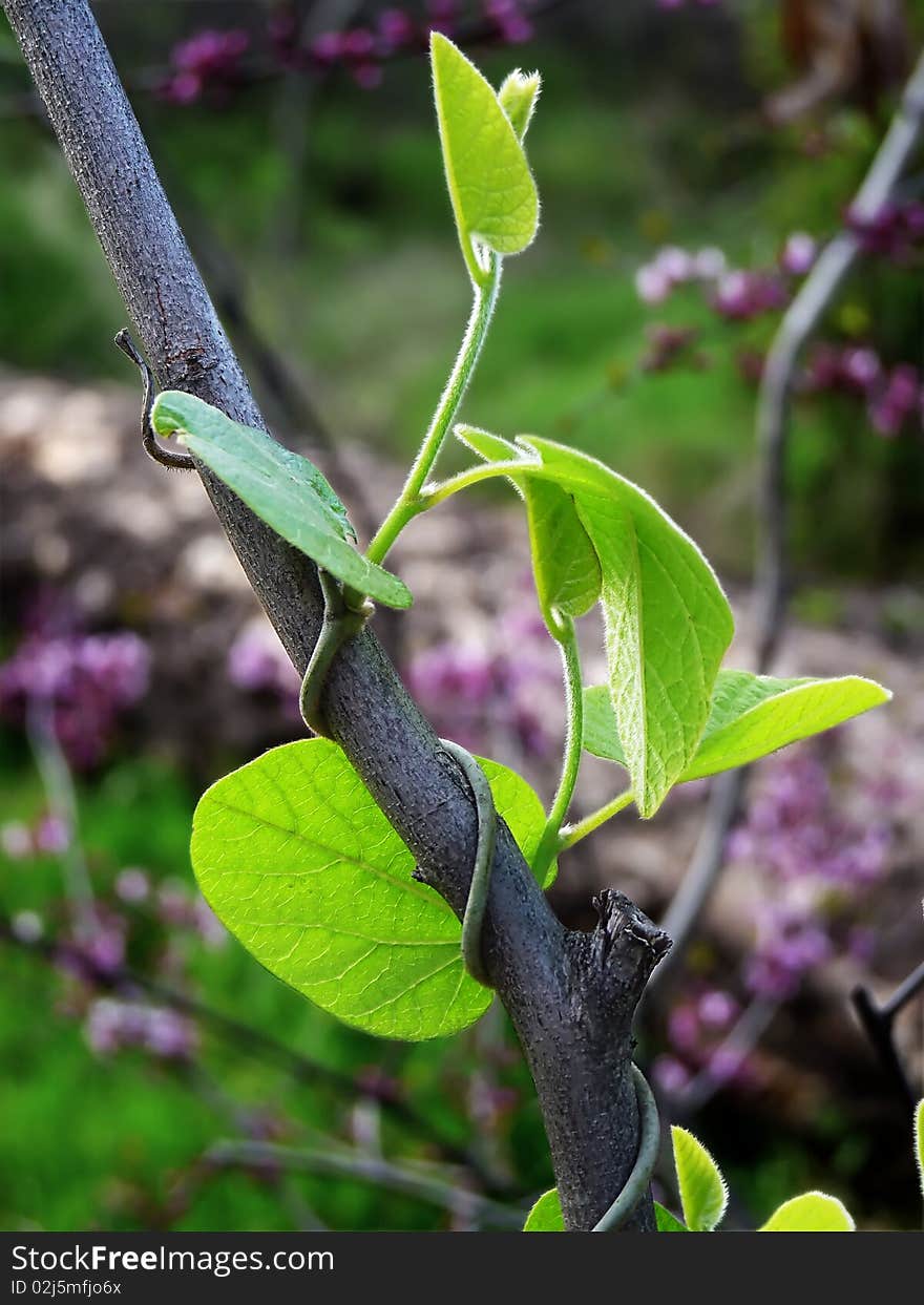 Climbing Vine