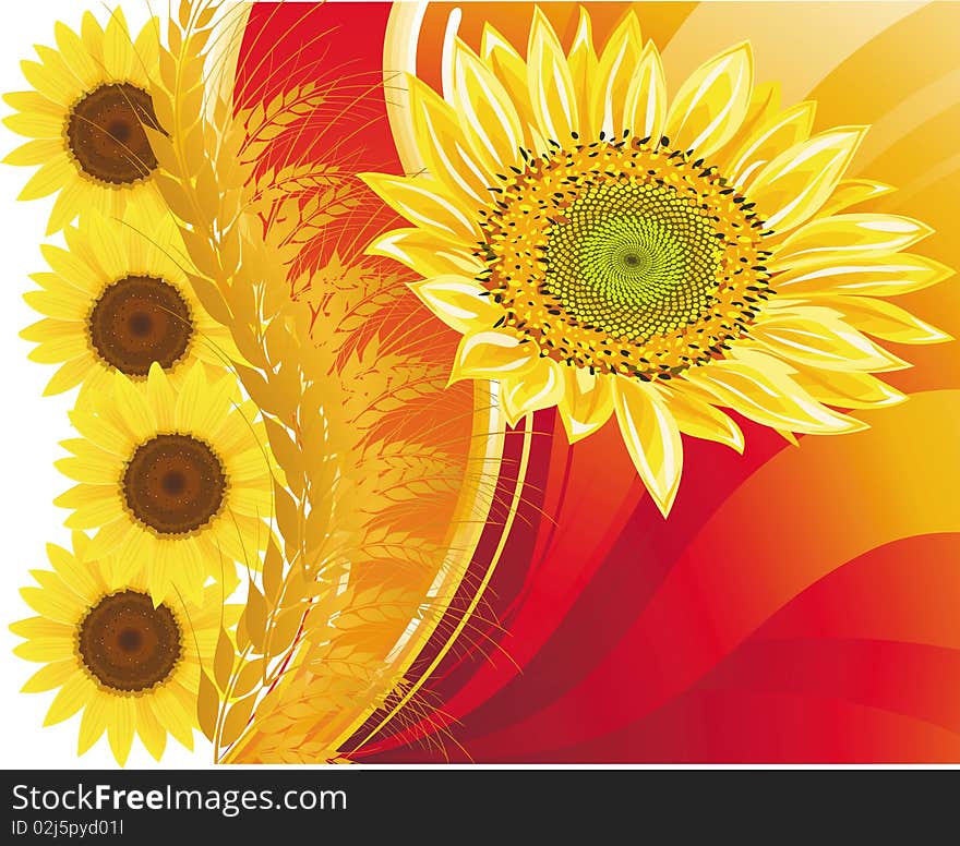 Background With Wheat And A Sunflower