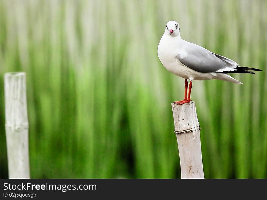 Stare of sea gull on bamboo