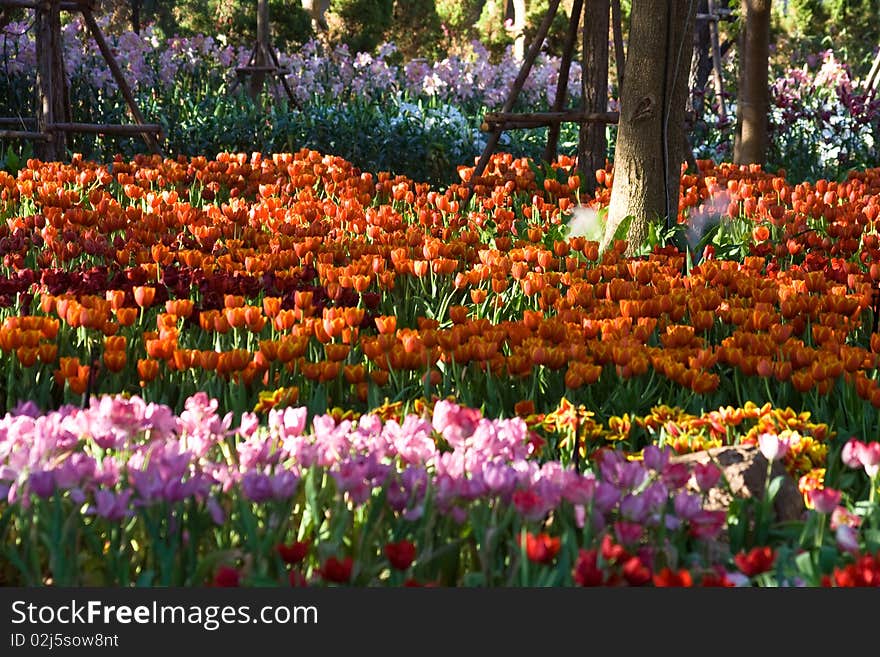 Colorful tulip farm  in Thailand.