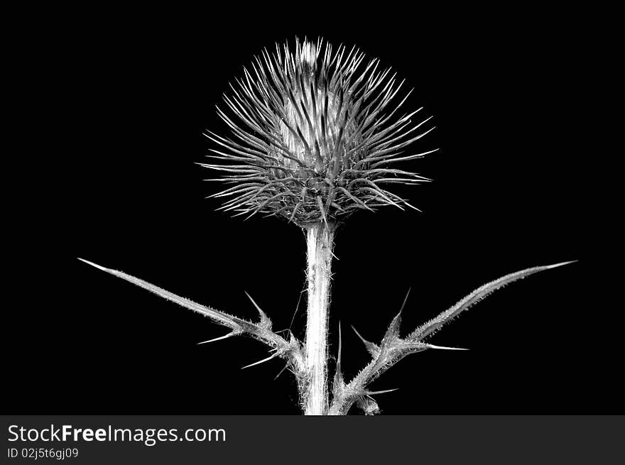 Thistle