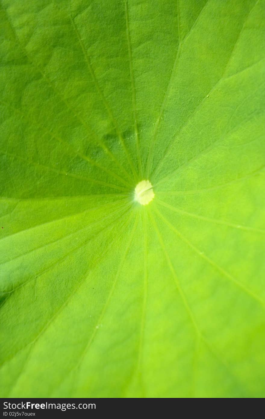 A lotus leaf in thailand.