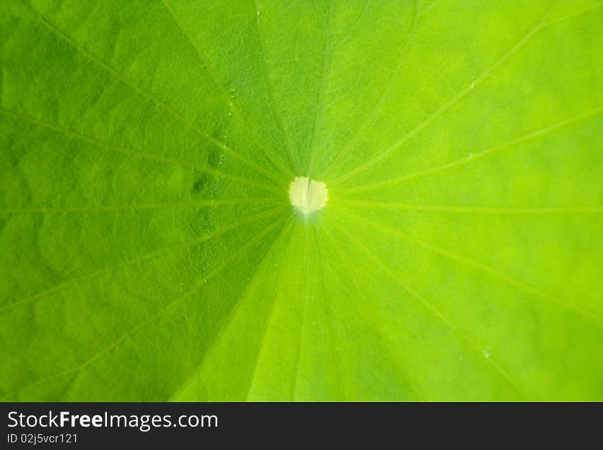 A lotus leaf in thailand.