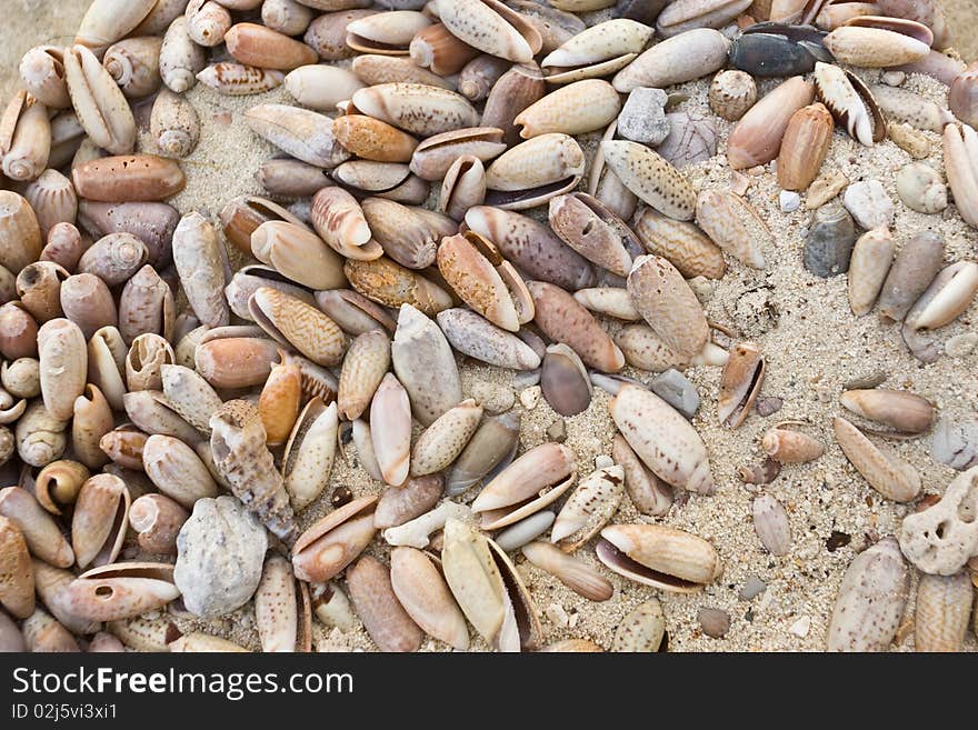 Shell in a beach in Thailand.