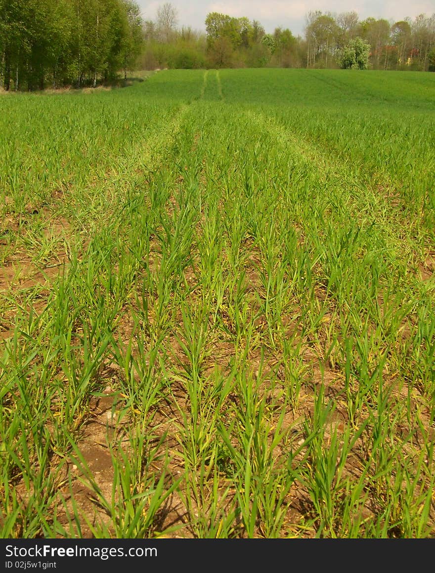 Spring field with growing wheat plants. Spring field with growing wheat plants