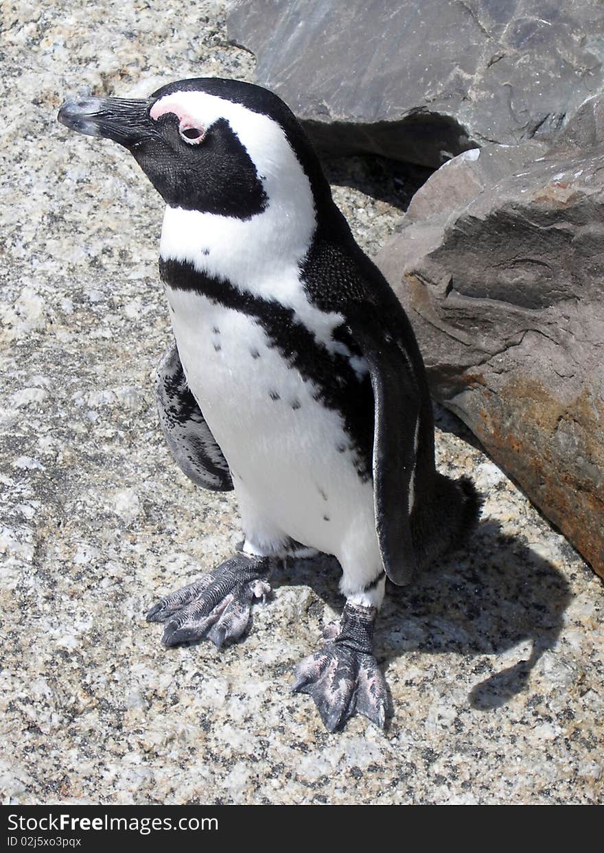 African Penguin on rocky background