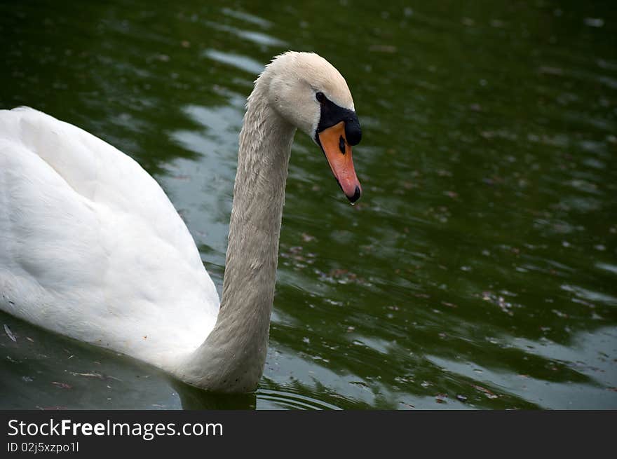 Swan