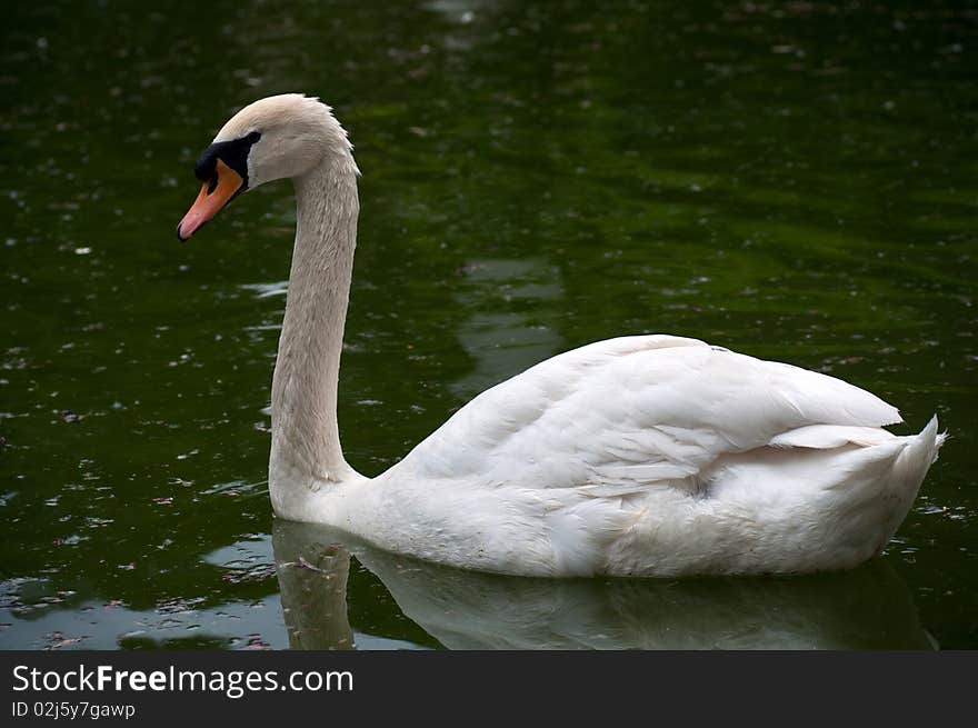 White beautiful swan on the green lake water