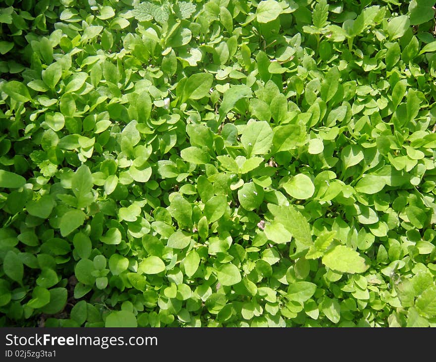 Grass on a sunny day