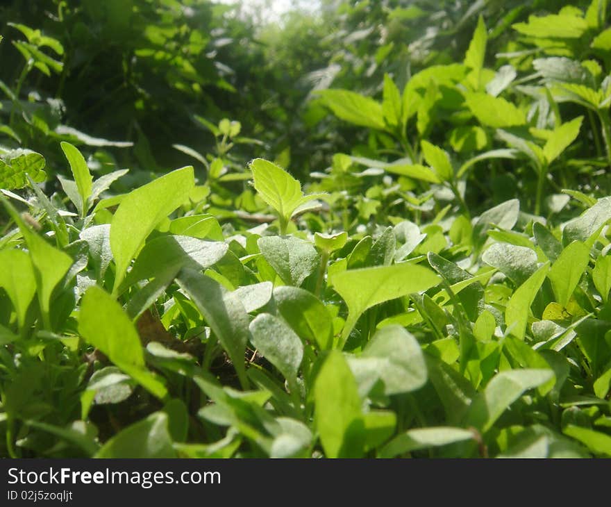 Grass on a sunny day