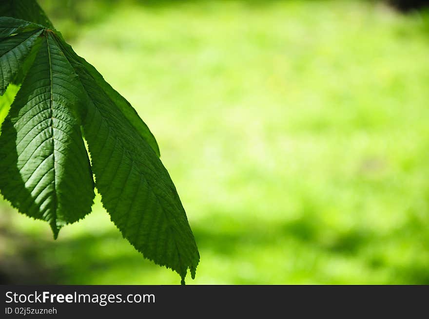 Picture showing maple leafs on a grass background. Picture showing maple leafs on a grass background