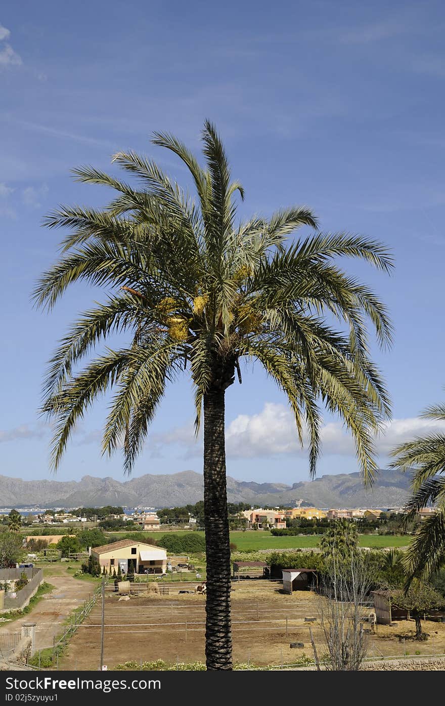 Palm tree near Alcudia