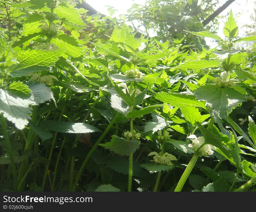 Grass on a sunny day