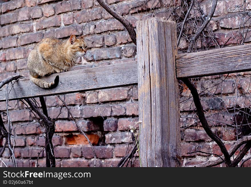 Red tabby cat sitting on wooden fence. Red tabby cat sitting on wooden fence