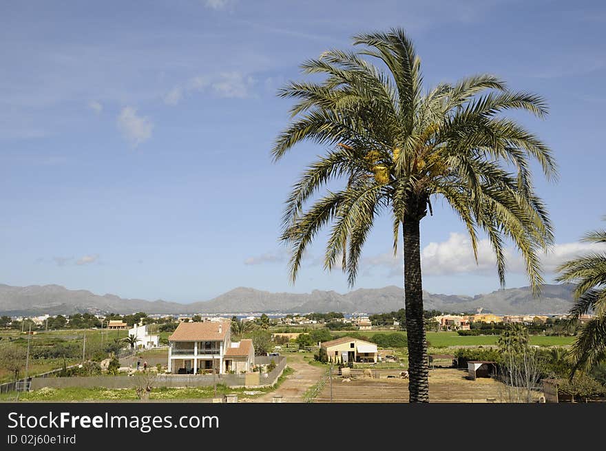 Palm Tree Near Alcudia