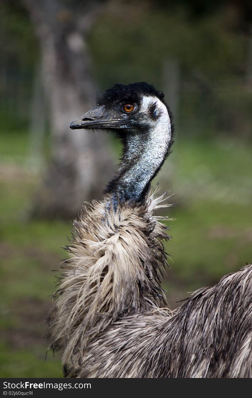 Curious Ostrich