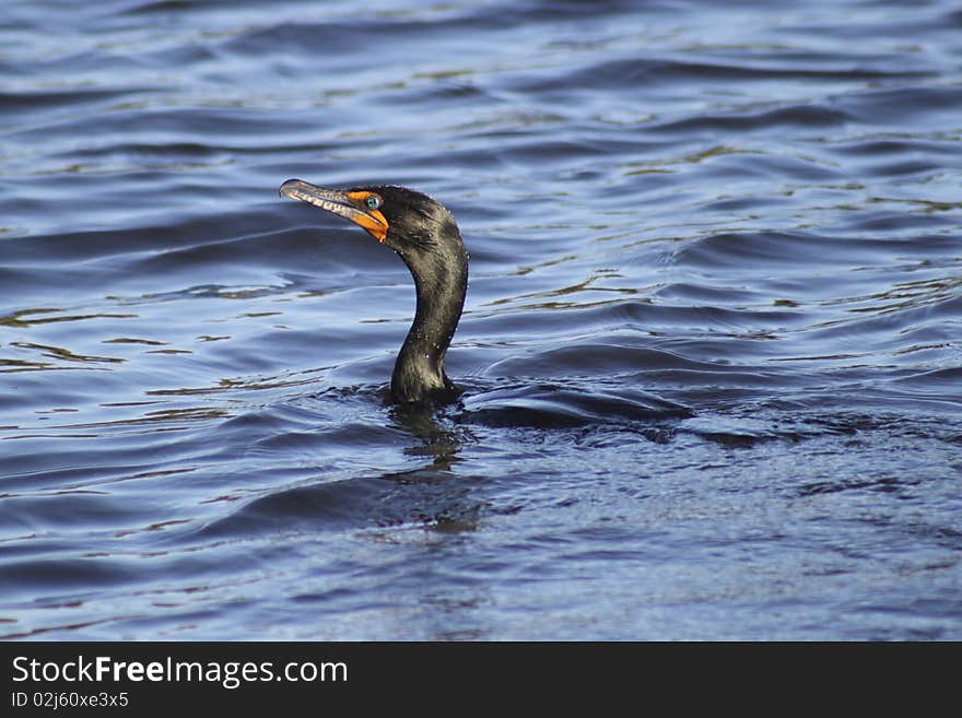 Black Bird in Water