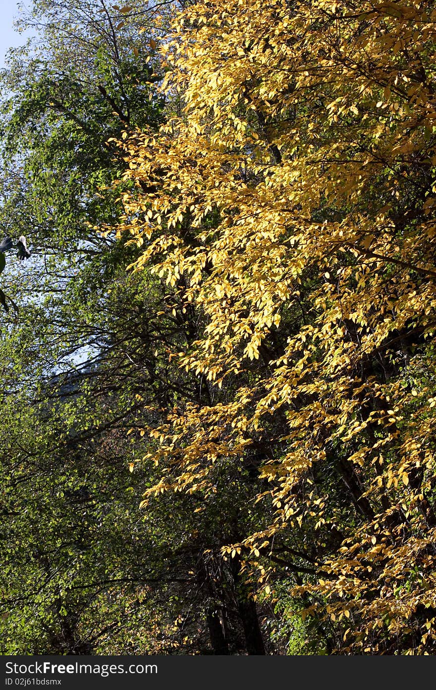 Golden fall leaves