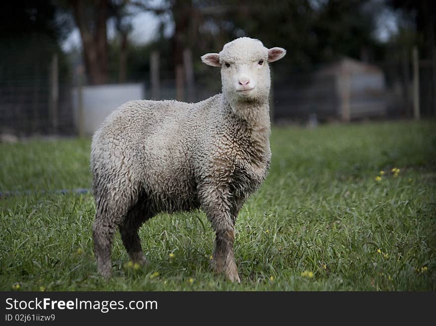 Curious sheep