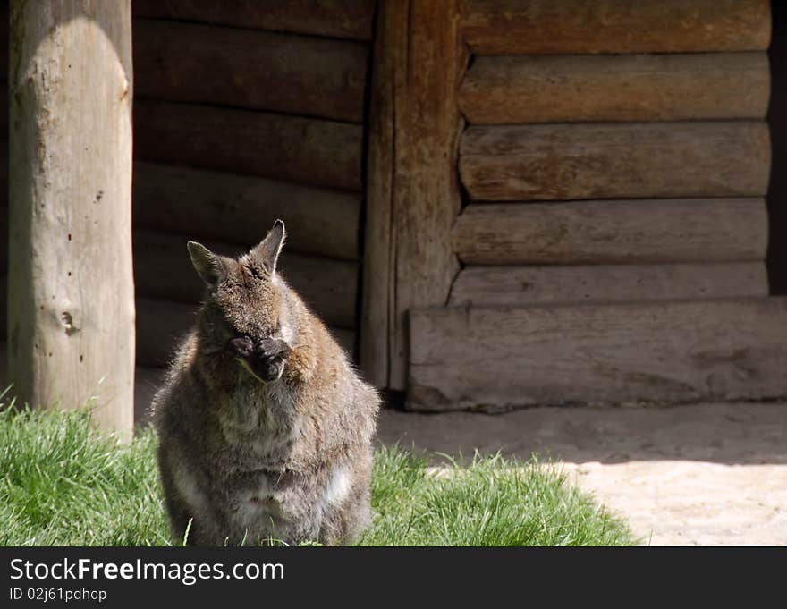 Little kangaroo washing his face with hands in zoo