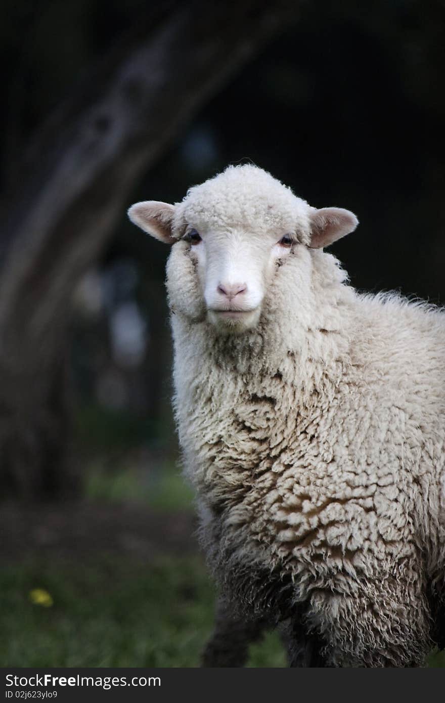 Curious sheep