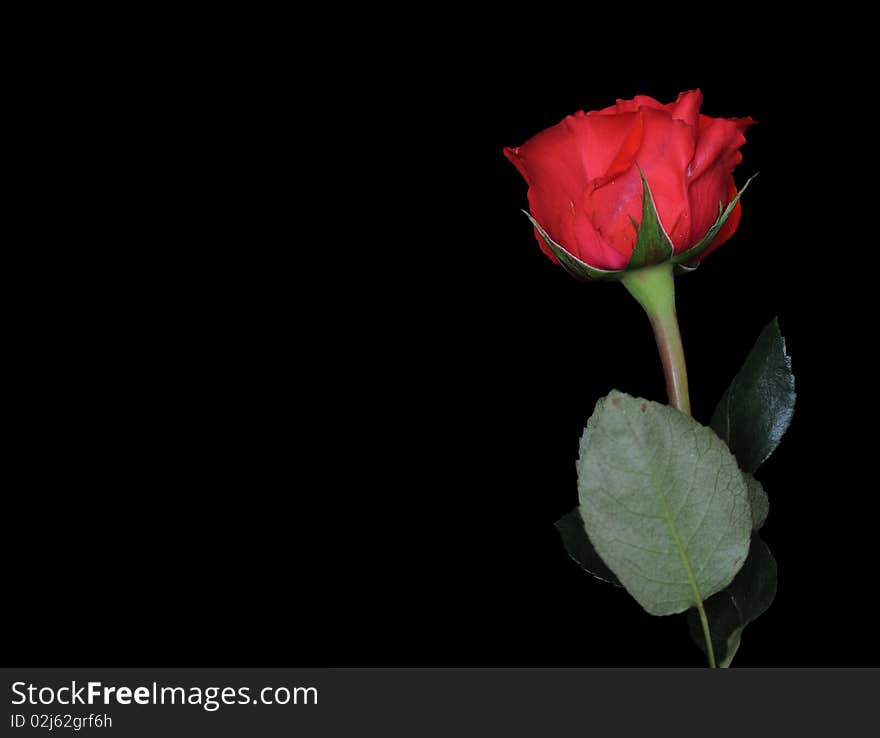 Single rose on black background with the stem below and the red rose in the top right. Copyspace to the left. Single rose on black background with the stem below and the red rose in the top right. Copyspace to the left.