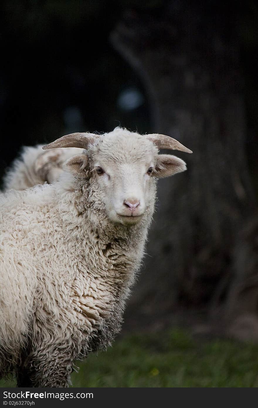 Curious Sheep